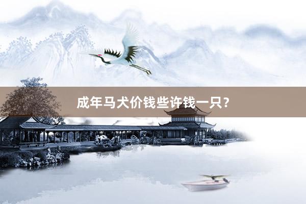 成年马犬价钱些许钱一只？